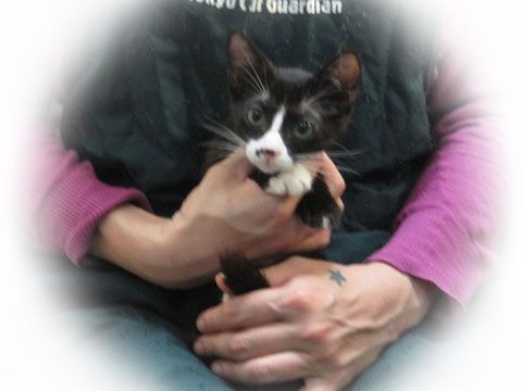 東京キャットガーディアン 里親さんが決まりました