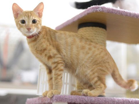 東京キャットガーディアン 里親さんが決まりました