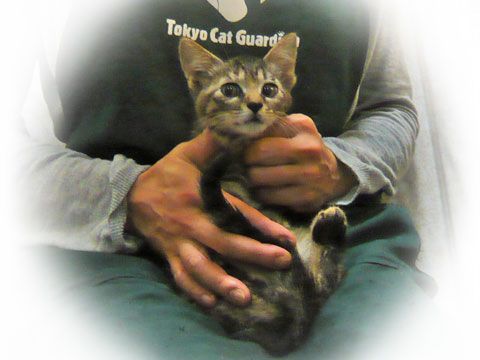 東京キャットガーディアン 里親さんが決まりました