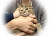 東京キャットガーディアン 里親を待っている猫たち