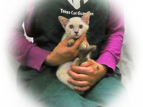 東京キャットガーディアン 里親さんが決まりました