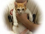 東京キャットガーディアン 里親を待っている猫たち