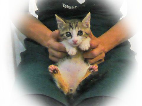 東京キャットガーディアン 里親さんが決まりました