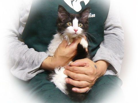 東京キャットガーディアン 里親さんが決まりました