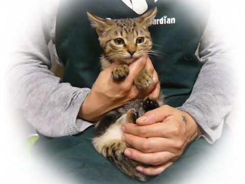 東京キャットガーディアン 里親さんが決まりました