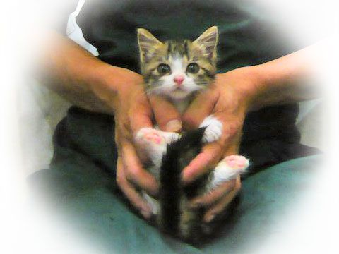 東京キャットガーディアン 里親さんが決まりました