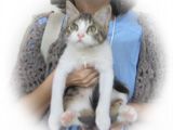 東京キャットガーディアン 里親を待っている猫たち