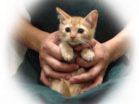 東京キャットガーディアン 里親さんが決まりました