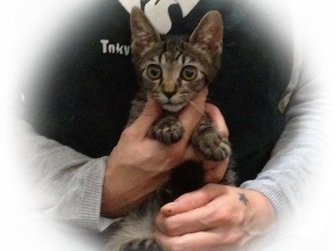 東京キャットガーディアン 里親さんが決まりました