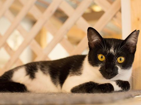 東京キャットガーディアン　里親さんが決まりました