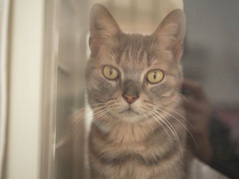 東京キャットガーディアン　里親さんが決まりました