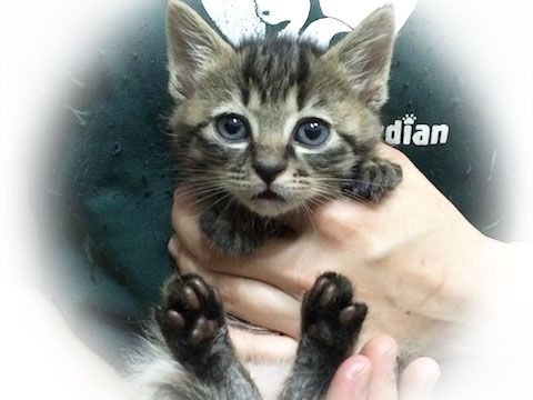 東京キャットガーディアン　里親さんが決まりました