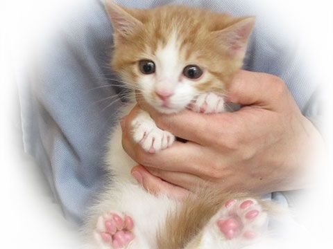 東京キャットガーディアン　里親さんが決まりました