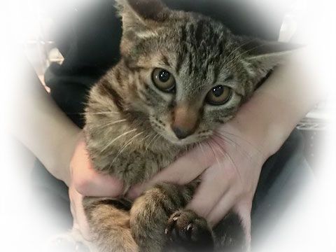 東京キャットガーディアン　里親さんが決まりました