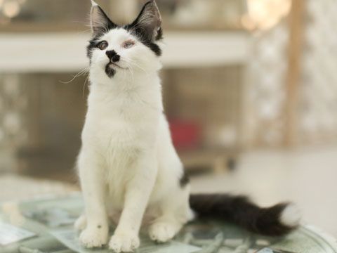 東京キャットガーディアン　里親さんが決まりました