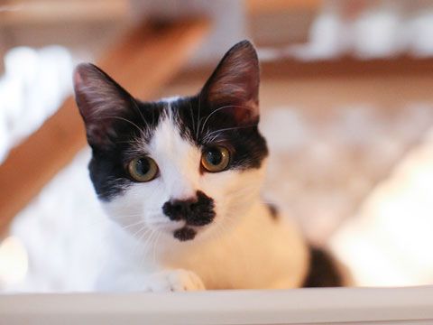 東京キャットガーディアン　里親さんが決まりました