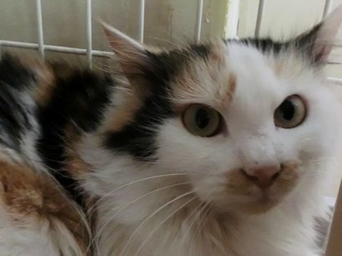 東京キャットガーディアン　里親さんが決まりました