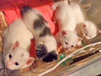 �q�L �C���[�W