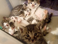 �q�L �C���[�W