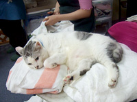 �V�F���^�[ �C���[�W