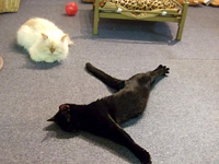 �V�F���^�[ �C���[�W