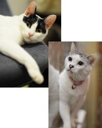 TCG���������a�@�́A�s�K�Ȗ��𑝂₳�Ȃ����߂� �O�L�̎�p��ϋɓI�ɍs���Ă��܂��B 