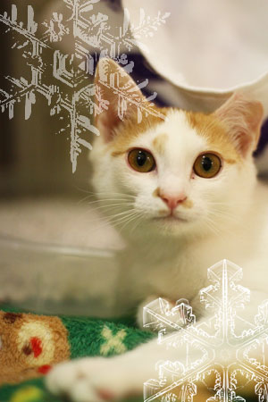 ������{�����e�B�A������W���܂�